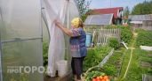 Повесила тюль на вход в теплицу и не нарадуюсь — решила сразу многие проблемы