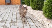 Что делают кошки, когда на пороге дома большая беда: 3 верных сигнала