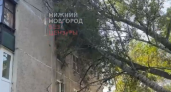 Огромное дерево рухнуло на пятиэтажку и оборвало провода в Нижнем Новгороде