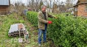 Почему живые изгороди из туи — ошибка для нашего климата: 5 альтернатив, которые не вымерзают зимой
