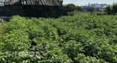 После 2 августа лето будто заканчивалось: почему наши предки именно в этот день начинали менять привычный дачный распорядок