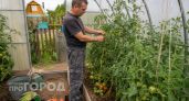Томаты превратились в зелёные джунгли: убрал одну ошибку в уходе и заставил кусты дать урожай за две недели