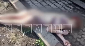 Жительница Починок побрила налысо, облила зеленкой и изнасиловала шлангом подругу