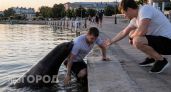 Они почувствовали опасность раньше нас: реальные истории о том как животные буквально вытащили людей с того света