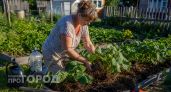 Забыла про тяпку на весь сезон: два простых материала для мульчирования огурцов, которые экономят время и силы