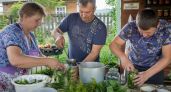 Больше не покупаю огурцы по бешеной цене: делаю горчичные банки за копейки и наслаждаюсь идеальным хрустом