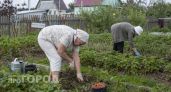Всего два действия в августе помогут вашей клубнике перезимовать без потерь и удвоить урожай ягод летом