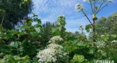 В Нижегородской области утвердили список опасных для экосистемы инвазивных растений