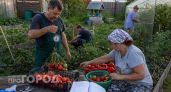 Собрал 15 сортов томатов для ленивого огорода: снимаю по 80 килограммов даже в холодном августе без хлопот