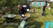 Ветки трещат а спина стонет: как я перестал бороться с падалицей и заставил ее работать на сад