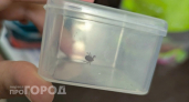 Роспотребнадзор назвал самые опасные районы районы Нижегородской области из-за активности клещей