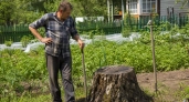 Ни топора, ни пнедробилки: деревенский старожил показал простой способ убрать пень с участка даже без инструментов