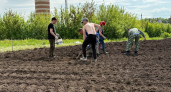 Целыми клубнями картошку больше не сажаю - берегу: соседка рассказала, как получает урожай даже из очисток