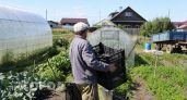 Поликарбонат больше не единственный выбор: чем покрыть теплицу, чтобы не менять материал каждые несколько лет