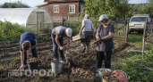 Копайте картофель в эти августовские даты: так клубни не сгниют в погребе и останутся твердыми до самой весны