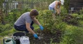 Всего 10 г подкормки после сбора ягод: смородина легко переживет морозы и даст в три раза больше урожая