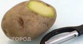 Зеленая картошка на кухне: как не отравиться и в каких случаях лучше сразу отправить ее в мусорное ведро
