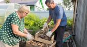 Чеснок останется свежим до весны: простой способ хранения без погреба и лишней влаги