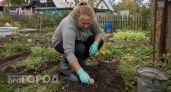 Закапываю сырое яйцо в землю осенью на даче: соседи смеялись, пока не увидели результат