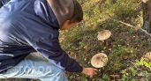 "Хоть косой коси": в Нижегородской области в разгаре грибной сезон - 5 районов, где грибники набирают полные ведра