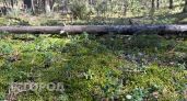 Сезон брусники в Нижегородской области: 4 лучших района для сбора ягоды в августе