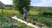 Когда выкапывать свеклу: успеть за 10 дней, чтобы корнеплод был сладкий и не треснул 