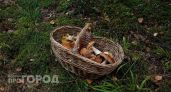 Грибники называют его "маяком": этот признак помогает искать белые грибы даже там, где их никто не замечает