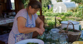 Крошечные огурчики с ледяным хрустом: корнишоны «Суздальская россыпь» кручу по 30 банок — зимой всё равно мало