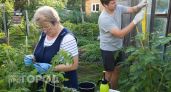 Забыла про белокрылку после одной обработки: простое средство из аптеки за копейки очистит все теплицы сразу