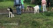 Что делать нижегородцам, если соседская собака воет днем и ночью
