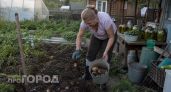 Агроном назвал 5 сортов картошки: не гниют, устойчивы к фитофторе и хранятся до весны