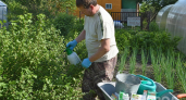 Сделайте это с крыжовником в августе: простая хитрость гарантирует сбор ягод вёдрами в следующем сезоне