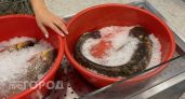 Не тунец и не лосось: в этой северной рыбе в три раза больше омега-3, чем в семге