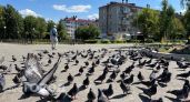 В городе Бор заметили массовую гибель птиц на улицах