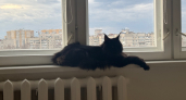 Почему кошка "фукает" на вас: названы 3 запаха, которые кошки не переносят