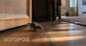 Мышей как ветром сдуло: старый сторож научил немецкому лайфхаку, который раз и навсегда прогонит надоедливых грызунов