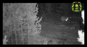 Фотоловушка сняла закладчика в нижегородском лесу, кадры передали полиции
