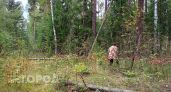 Спасатели МЧС предупредили нижегородцев о запрете на посещение лесов