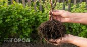 Забытый фрукт из 80-х дачники массово возвращают в сады: слаще меда и не болеет