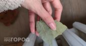 С первыми заморозками кладу лист лавра на батарею — и живу без бед: вот что происходит — вся семья замечает разницу