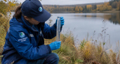 Минэкологии назвало причины загрязнения озера Ягодное и массового мора рыбы