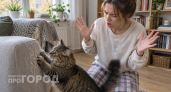 Кошка ободрала уже всю мебель и обои в доме? Я нашла способ отучить его за неделю, не прибегая к наказаниям