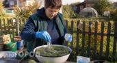 Сосновые иголки собираю в лесу мешками, засыпаю солью - и в банки: весь год радуюсь и горя не знаю