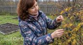 Капризная малина уступит место: эти 3 забытые ягоды из СССР не боятся заморозков - сажаю их не нарадуюсь урожаю