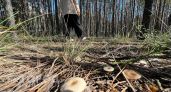 Гадюки, медведи и лоси: как безопасно сходить в лес в Нижегородской области осенью и не наткнуться на опасных животных — памятка грибника