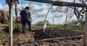Никакого навоза: агроном назвал три лучших удобрения под зиму для рекордного урожая