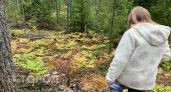 За какие лесные находки нижегородским грибникам может грозить до девяти лет тюрьмы и миллионные штрафы