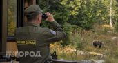В Нижегородской области обнаружили следы медведя неподалеку от населенного пункта
