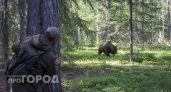 В Шахунье разрешили отстрел медведей после ночного нападения на собак