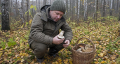 За грибами больше не хожу за тридевять земель: дедовский способ перенести лесную грибницу на участок